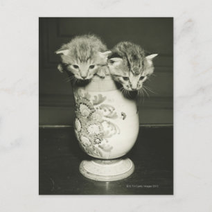 Twee kittens verstopt in vase (B&W) Briefkaart