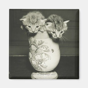 Twee kittens verstopt in vase (B&W) Magneet