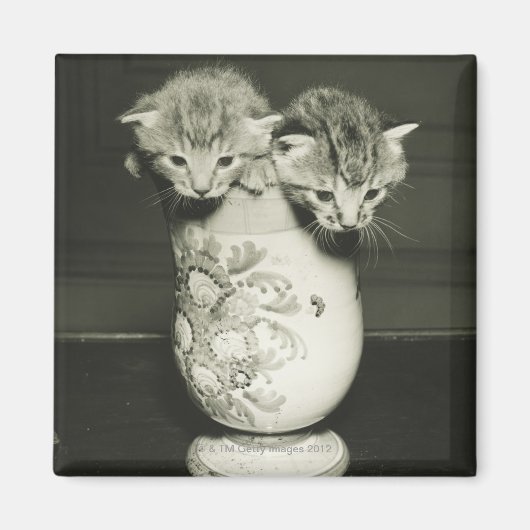 Twee kittens verstopt in vase (B&W) Magneet (Voorkant)