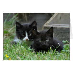Twee Kittens zij aan zij