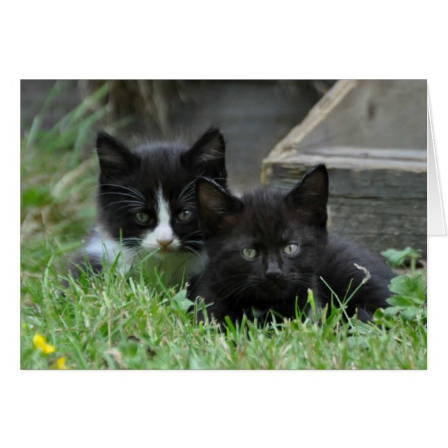 Twee Kittens zij aan zij (Voorkant Horizontaal)
