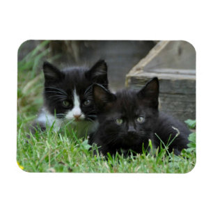 Twee Kittens zij aan zij Magneet