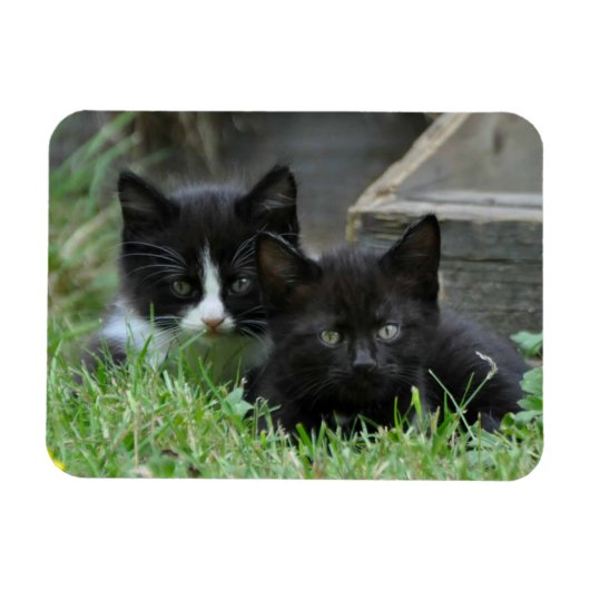 Twee Kittens zij aan zij Magneet (Horizontaal)