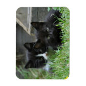 Twee Kittens zij aan zij Magneet (Verticaal)