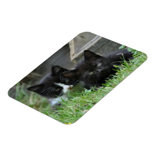 Twee Kittens zij aan zij Magneet (Linkerzijde)