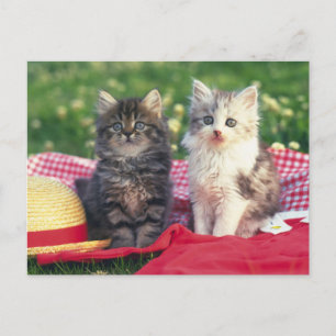 Twee Kittens zitten op een rood-gekleurde wand Briefkaart