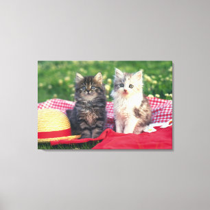 Twee Kittens zitten op een rood-gekleurde wand Canvas Afdruk