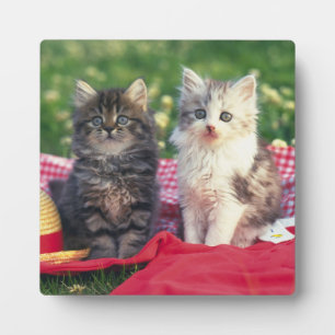 Twee Kittens zitten op een rood-gekleurde wand Fotoplaat