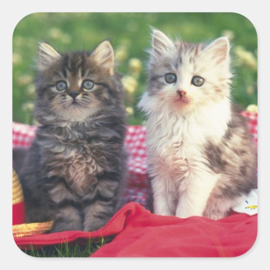 Twee Kittens zitten op een rood-gekleurde wand Vierkante Sticker (Voorkant)