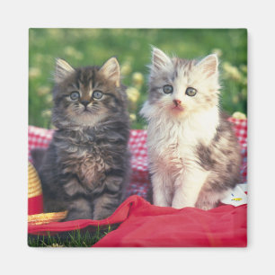 Twee Kittens zitten op een roodkleurige wand Magneet