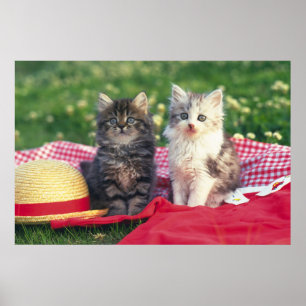 Twee Kittens zitten op een roodkleurige wand Poster