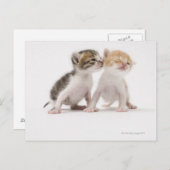 Twee kittens zoenen tegen witte achtergrond briefkaart (Voorkant / Achterkant)
