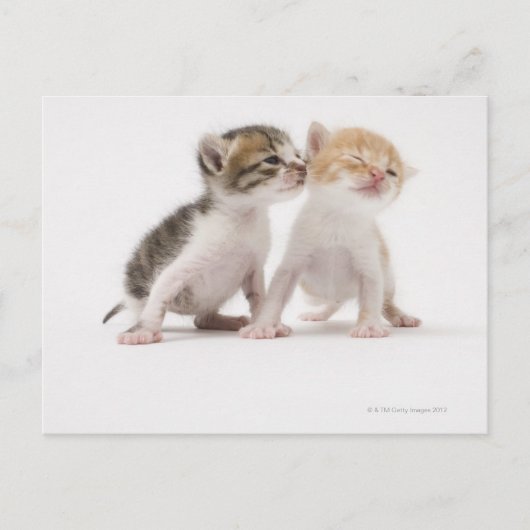 Twee kittens zoenen tegen witte achtergrond briefkaart (Voorkant)