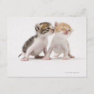 Twee kittens zoenen tegen witte achtergrond briefkaart