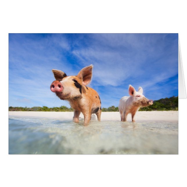 Twee kleine biggen (Voorkant Horizontaal)