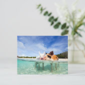 Twee kleine biggen briefkaart (Staand voorkant)