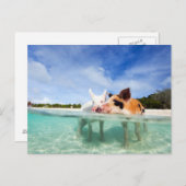 Twee kleine biggen briefkaart (Voorkant / Achterkant)