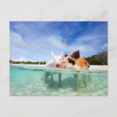 Twee kleine biggen briefkaart (Voorkant)