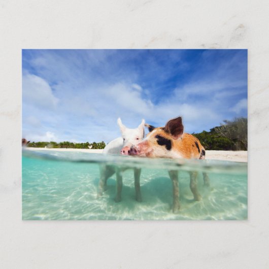 Twee kleine biggen briefkaart (Voorkant)