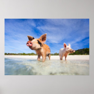 Twee kleine biggen poster
