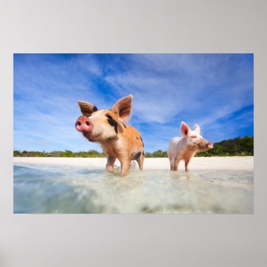 Twee kleine biggen poster (Voorkant)