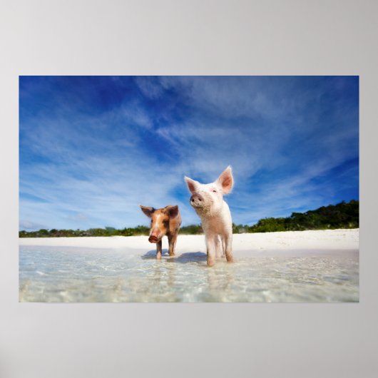 Twee kleine biggen poster (Voorkant)