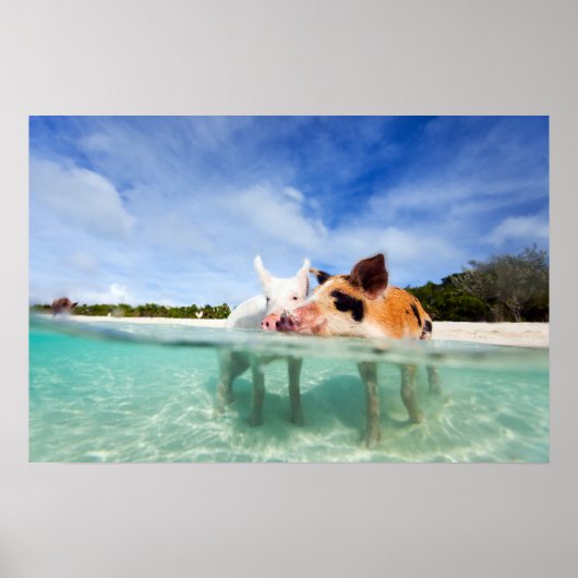 Twee kleine biggen poster (Voorkant)