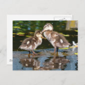 Twee kleine Duckies Briefkaart (Voorkant / Achterkant)