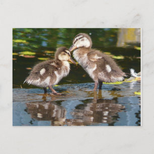 Twee kleine Duckies Briefkaart