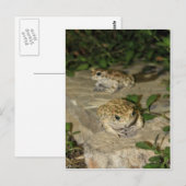 Twee kleine koppen - groene kikkerdruk briefkaart (Voorkant / Achterkant)