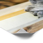 Twee kleine Lemurs Poster (Hoek)
