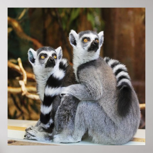 Twee kleine Lemurs Poster (Voorkant)