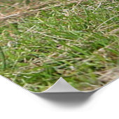 Twee kleine pekingese poster (Hoek)