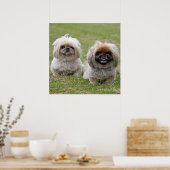 Twee kleine pekingese poster (Keuken)