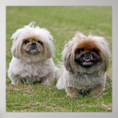 Twee kleine pekingese poster (Voorkant)