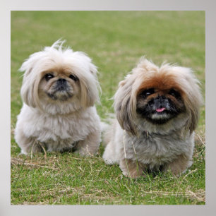 Twee kleine pekingese poster