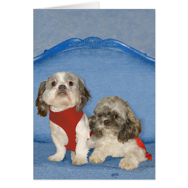 Twee Kleine Shih Tzu Reddingshondjes (Voorkant)