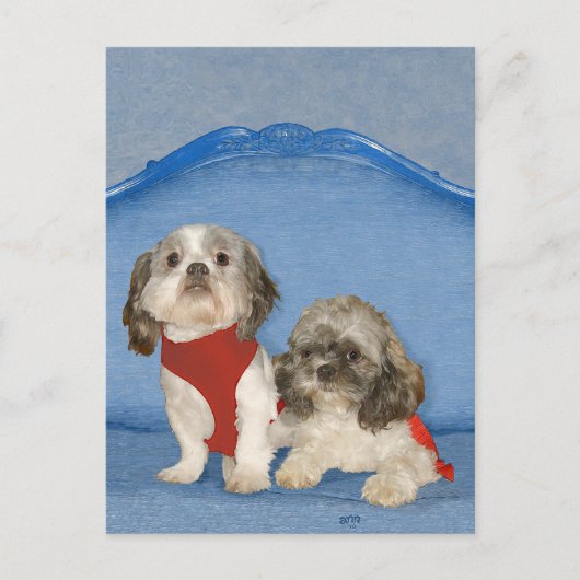 Twee kleine Shih Tzu-reddingsprogramma's Briefkaart (Voorkant)