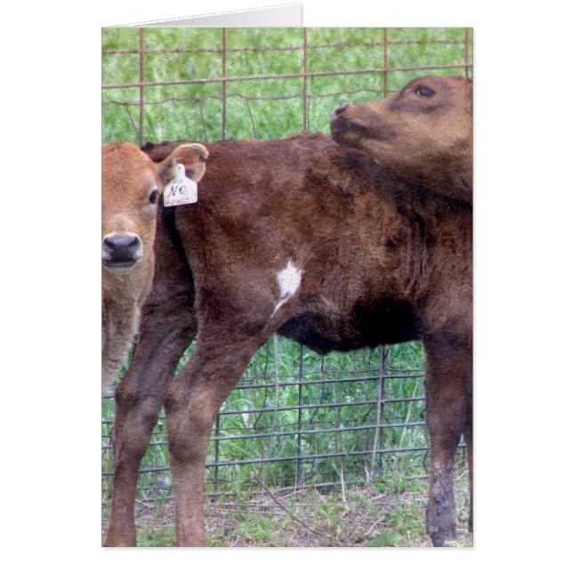 Twee kleine vaarzen (Voorkant)