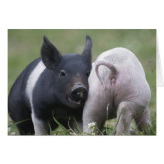 Twee kleine varkens; Biggen - stekende babyzoogdie