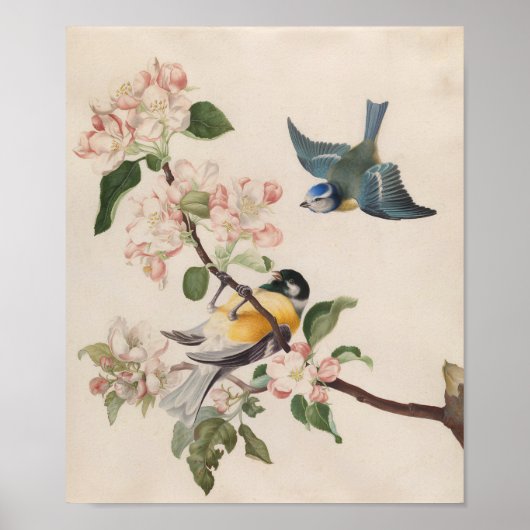 Twee kleine vogels in de buurt van een tak van app poster (Voorkant)