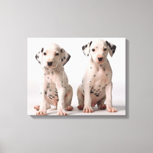 Twee kleine zwarte en witte Dalmatische Puppies Canvas Afdruk (Voorkant)