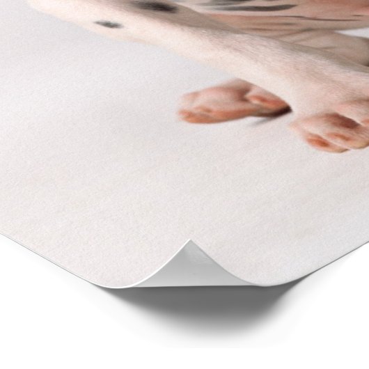 Twee kleine zwarte en witte Dalmatische Puppies Poster (Hoek)