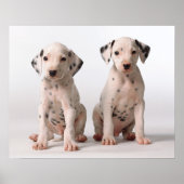 Twee kleine zwarte en witte Dalmatische Puppies Poster (Voorkant)