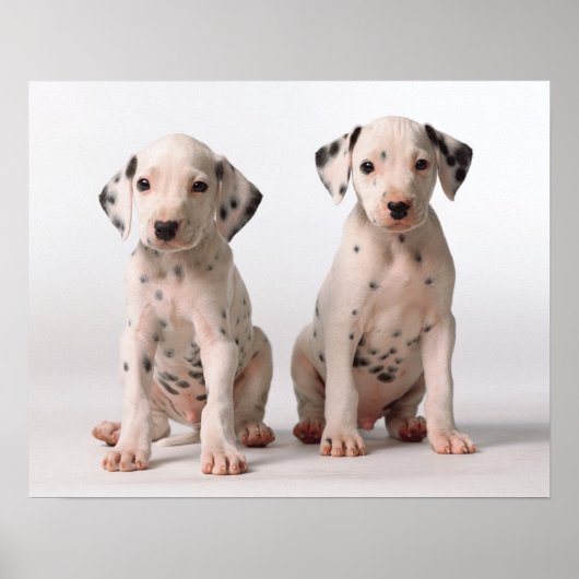 Twee kleine zwarte en witte Dalmatische Puppies Poster (Voorkant)