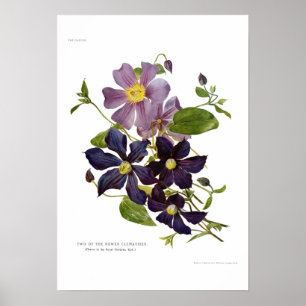 Twee klematismen poster