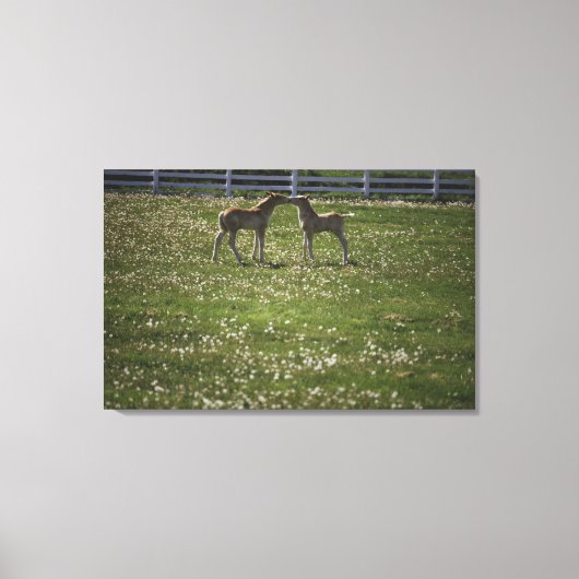 Twee kleuren in het veld canvas afdruk (Voorkant)