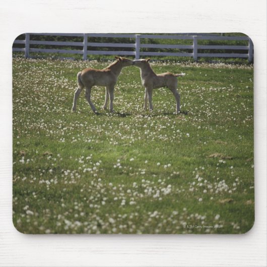 Twee kleuren in het veld muismat (Voorkant)
