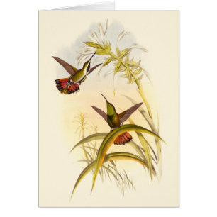 Twee kleurige Hummingvogels die op dezelfde bloem