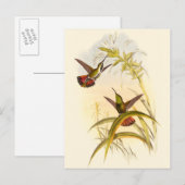 Twee kleurige Hummingvogels die op dezelfde bloem  Briefkaart (Voorkant / Achterkant)